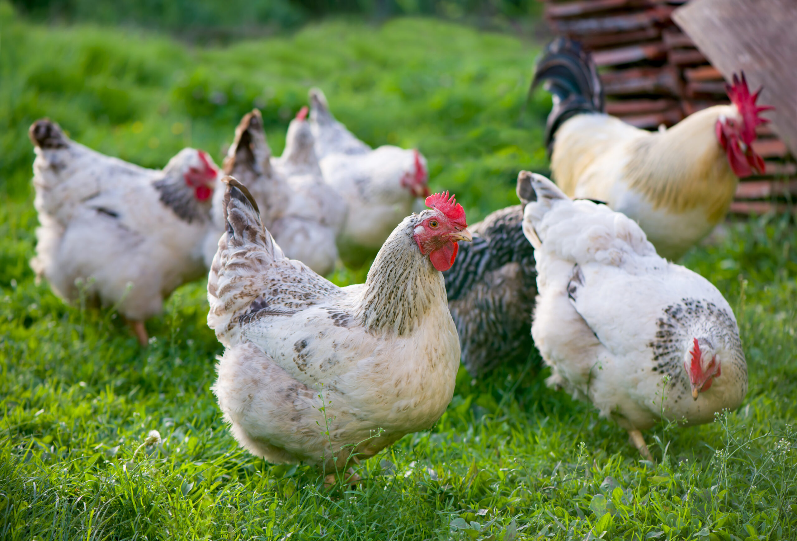 NNR Livestock Logistics Solutions
